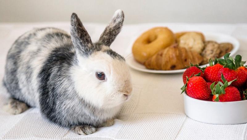 L’alimentation des lapins : les légumes à volonté et les dangers à éviter
